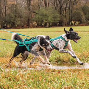 NACC's RACE AROUND RED TOP homepage