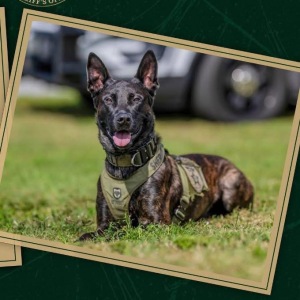 Wagging Tails on the Trails logo