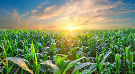 POG 5 Mile Run/Walk home