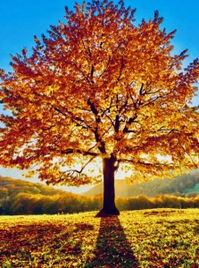 Fall Festival 5k Run/walk logo