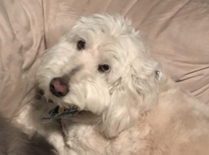 Run to Remember: In Honor of Our Beloved Pets logo