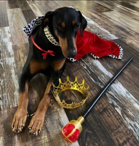 DOG DAY EVENT homepage