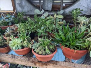 Succulent Garden Workshop (6pm) homepage