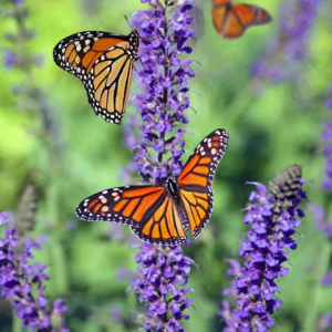 Seminar: How to Attract Pollinators to Your Outdoor Spaces homepage