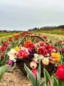 Maryland Tulip Festival homepage