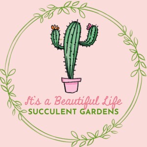 Eclectic Succulent Arrangement Workshop homepage
