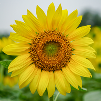 Crawford Sunflower Farm 5k Fun Run logo