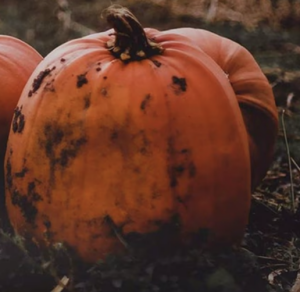 The Great Pumpkin Haul logo