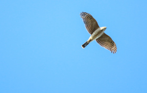 Hawk Watch with the Harford Bird Club homepage