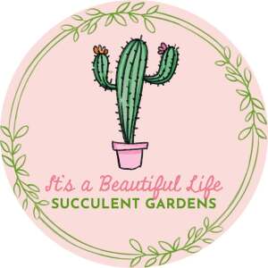 COTK Small Group & Succulents: A Succulent Arrangement Workshop homepage