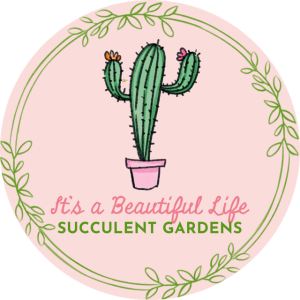Succulent Arrangement Workshop at Saint August Maison homepage