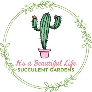 Holiday Succulent Arrangement Workshop at camelia Point homepage