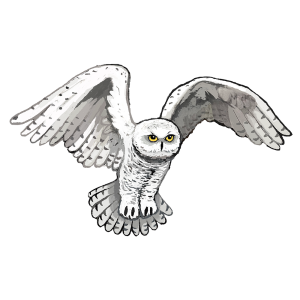 Snowy Owl Trail Race homepage