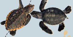 19th Annual Tybee Turtle Trot 5k Beach Run home