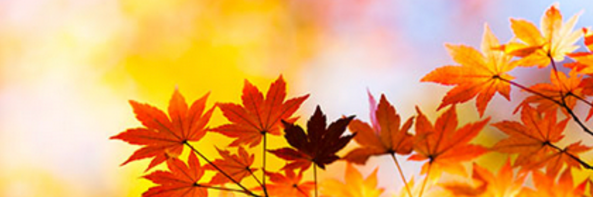 Falling Leaves Banner