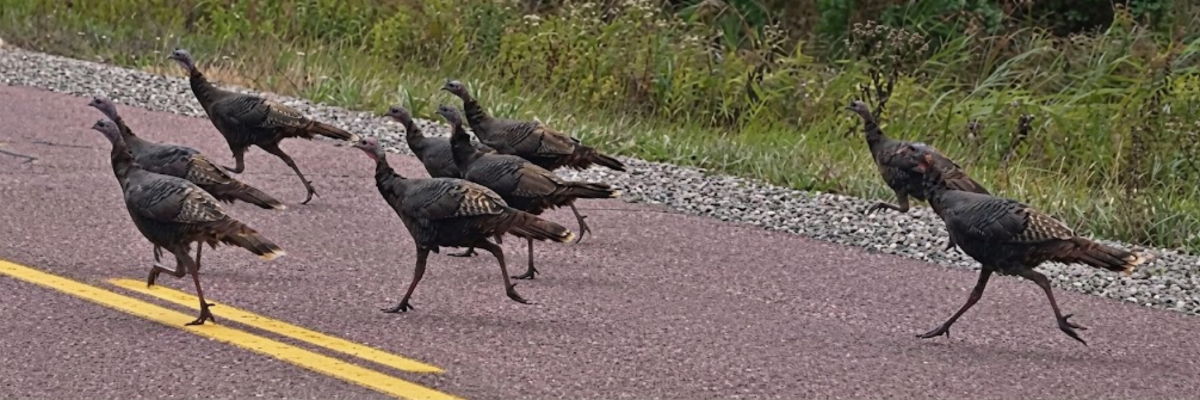 Blackhawk Turkey Trot banner