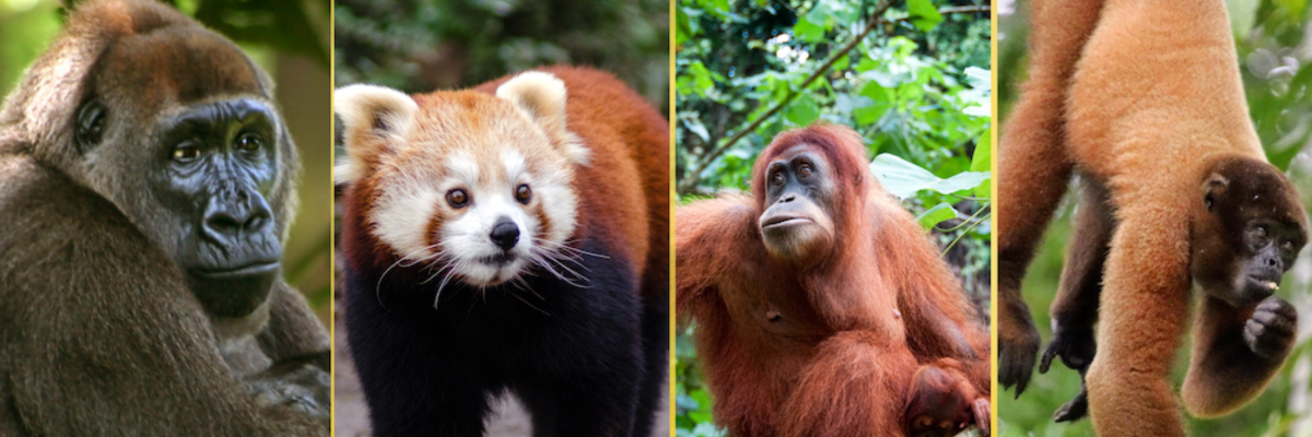 Four team mascots for 2025: a Cross River gorilla, a red panda, an orangutan, a yellow-tail woolly monkey