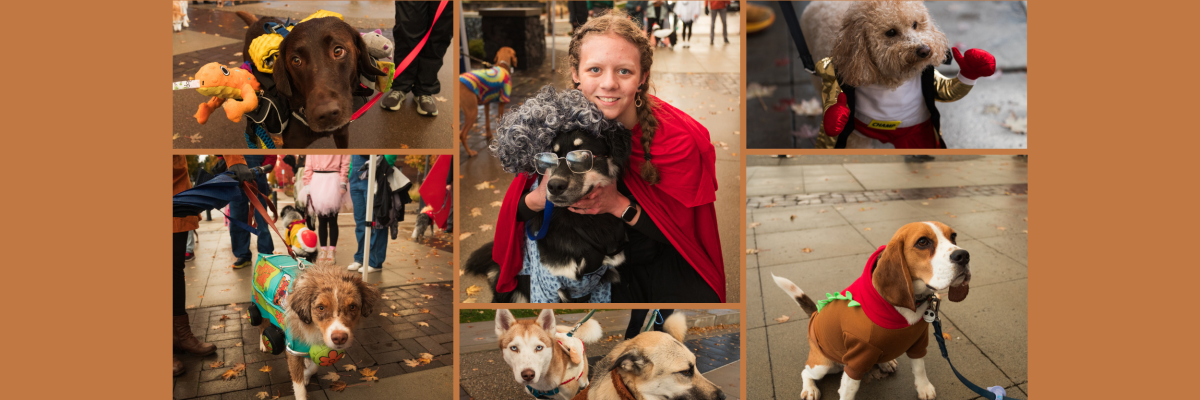 Spooky Paws Pup Parade, photo 2 of 8