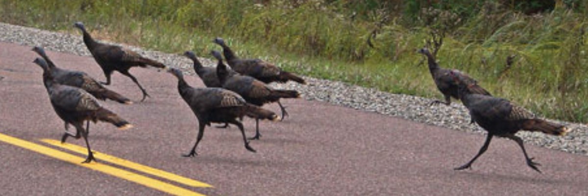 Third Annual SCTC Turkey Trot, photo 2 of 2