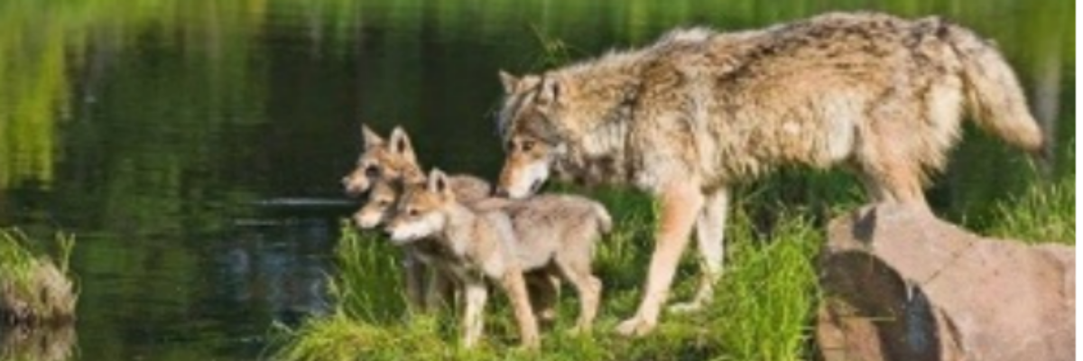 Wolves in Wisconsin - 1pm- 2:30pm