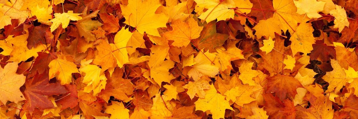 golden and orange fall leaves